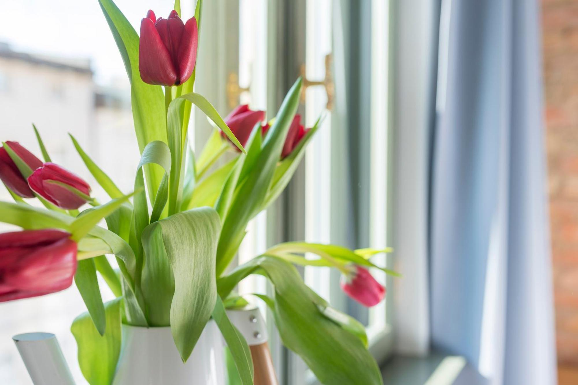 Provenir Home Strzelecka 25 Poznań Esterno foto